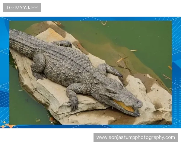 苏丹尼罗河鳄鱼种群现状与栖息地保护进展